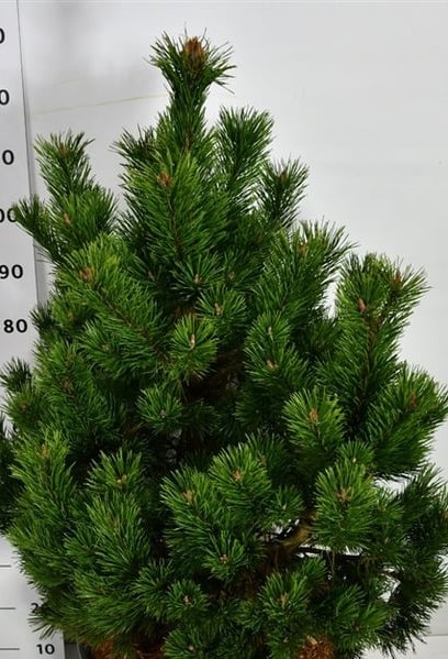 Сосна горная Гном